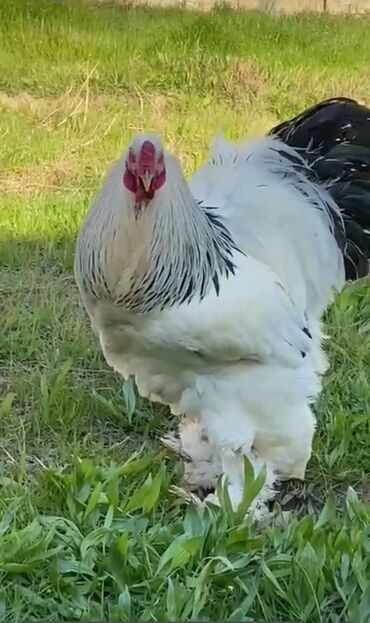 Hinduşka: Erkək, Kanada, Holland, Amerika, Damazlıq, Pulsuz çatdırılma — 24