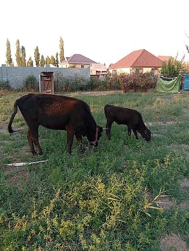 стельный корова: Продаю | Корова (самка) | Для молока | После отела — 3