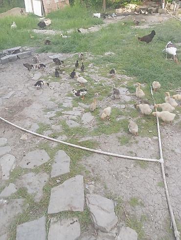 heyvanlar və balaları: Qaz balaları 2ayliq ördək balaları 2ayliq.Səkildə gördükləriniz — 6