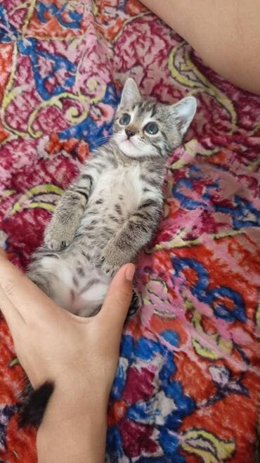 объявление щенки в добрые руки: Кошка даром: Беспородная, 2 месяца, Мальчик, Приучена к лотку, Проглистована