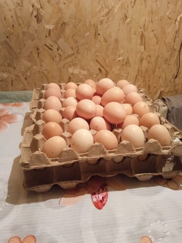 купить перепелиные яйца инкубационные: Продаю | Инкубационные яйца | Для разведения