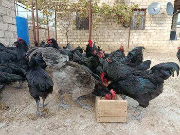 купить хорька в баку: Təzə Alman Avstralorp Yumurtaları – Cavan və Sağlam! Yumurtalar