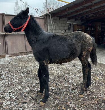 Лошади, кони: Продаю | Жеребенок | Для разведения | Племенные at lalafo.kg — 8 Лошади, кони: Продаю | Жеребенок | Для разведения | Племенные — 8