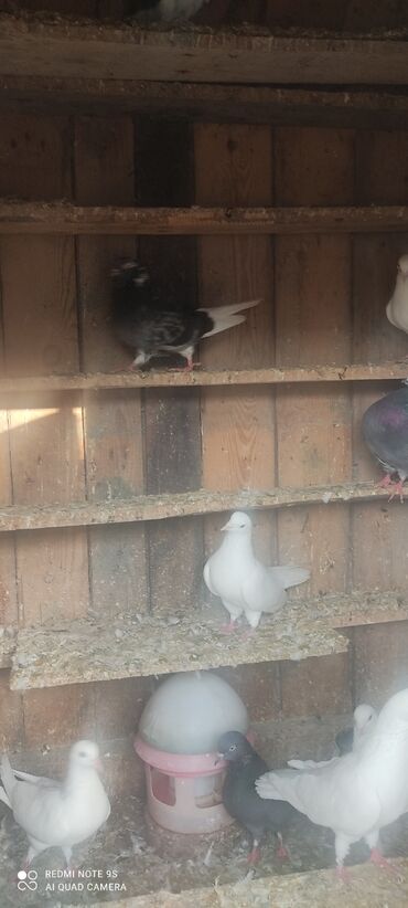 Yuvalar: Quşxana Satlır — 8