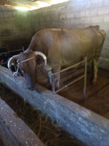 корм для быков: Продаю | Корова (самка) | Алатауская | Для разведения, Для молока | Стельные