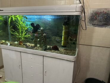 капченая рыба: Большой просторный аквариум: с декорациями фильтром,рыбками,тумбой и