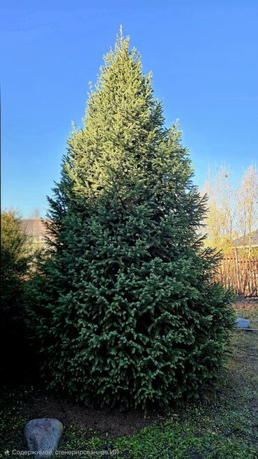 тянь шань форель: Продаю Тянь- шаньские ели.высота 4-5 метров.самовывоз