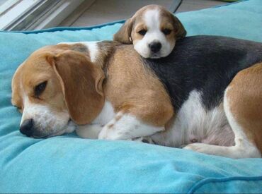 Εμφάνιση ποιοτικών κουταβιών Beagle Όμορφα κουτάβια beagle προς πώληση