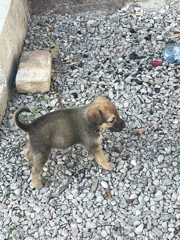 акустические системы beats pill колонка в виде собак: Ит бекер берилет: 2 айлык, Эркек