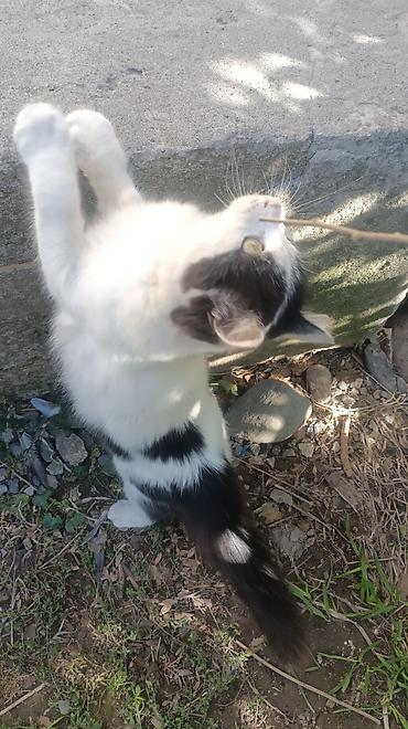 Находка и пропажа кошек: Пропала : Беспородная, Девочка, Белый — 13