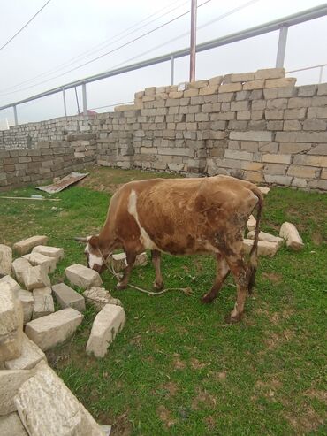 balaları: Dişi, il: 4, 220 kq, Damazlıq, Südlük