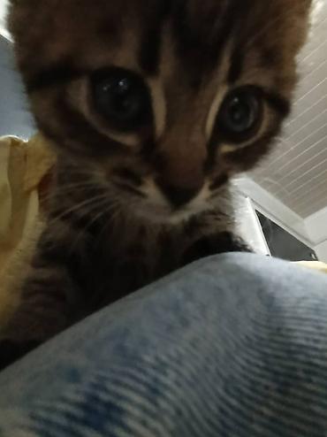 Отдам даром кошку: Кошка даром: Беспородная, 1 месяц, Девочка, Приучена к лотку — 3