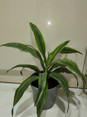 Otaq bitkiləri: Otaq dekoru üçün 4 müxtəlif qapı bitkisi paketi 1) Areka xurması — 4