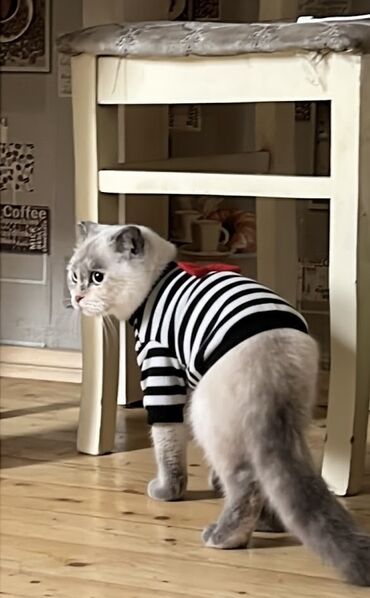 pişik şotlant: Шотладская вислоухая, Самка, Для вязки, Самовывоз, Бесплатная доставка, Платная доставка