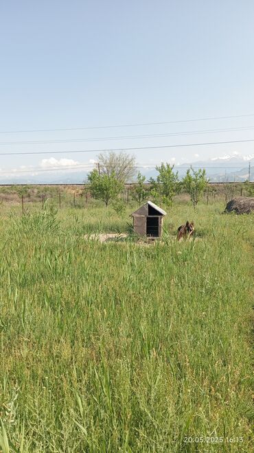 нашел собаку: Немецкая овчарка, 2 года, Самка, С прививкой