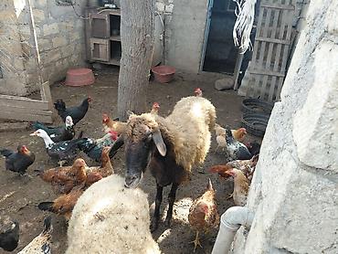 diri quzu: Məhsul: Qoyun və kənd toyuqları yasli disleri var,dosleri yoxdu. 150m — 3