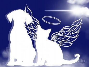 кандек собака: Kруглосуточная ветеринарная cлужба для животных.🐱🐶Выезд нa ДOМ