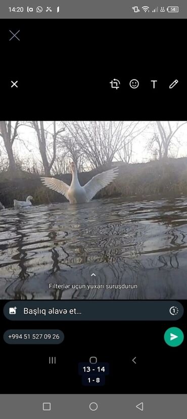 Toyuqlar: Toyuq, Damazlıq, Pulsuz çatdırılma -da lalafo.az — 13 Toyuqlar: Toyuq, Damazlıq, Pulsuz çatdırılma — 13