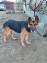 собака чау чау: Немис овчаркасы, 1 жаш, Эркек