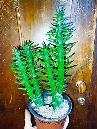 Кактусы: Комнатные растения – суккуленты и кактусы (несколько видов) — 8