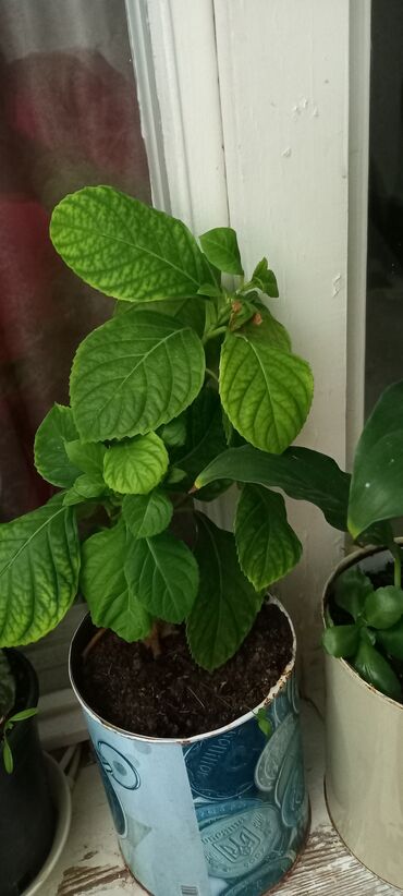 Otaq bitkiləri: 6-30 aznə qiymətlər mövcuddur — 10