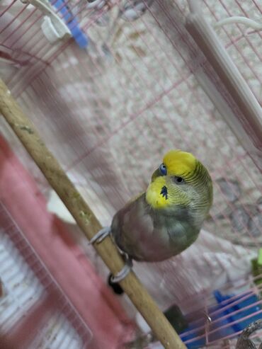 Tutuquşları: Ata ana qəfəs yuva 2 ətcəbala və 3 yumurta (içi doludur) 100 azn -da lalafo.az — 8 Tutuquşları: Ata ana qəfəs yuva 2 ətcəbala və 3 yumurta (içi doludur) 100 azn — 8