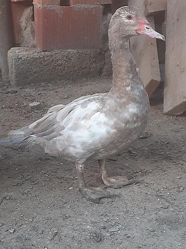sabuncu toyuq bazari 2022: Erkek ordekler 30 man . aglar (pekin) biri 8 man. diri cekileri 1kg — 8