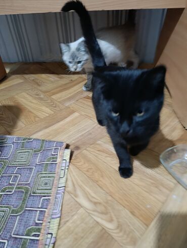 Продажа кошек: Беспородная, 4 месяца, Мальчик, Черный — 6