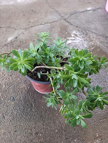 аихризон купить: Продаю красивый большой суккулент 🌿 Пышное, хорошо разросшееся — 2