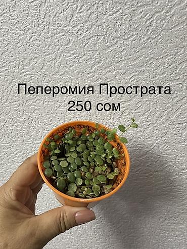приму в дар комнатные цветы: Укорененные черенки/отростки. Адрес 8 мкр — 7