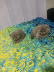 Pişiklər: Şotland, Dişi, Yaxşı əllərə, Ünvandan götürmə — 7