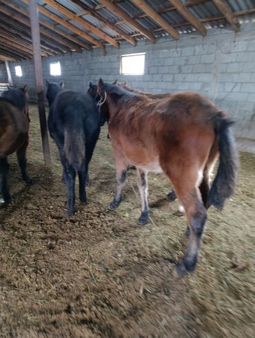Лошади, кони: Продаю | Жеребенок | Для разведения | Племенные — 1
