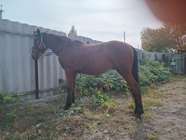 объявления о найденных животных: Сатам | Жылкы (эркек) | Жумушка