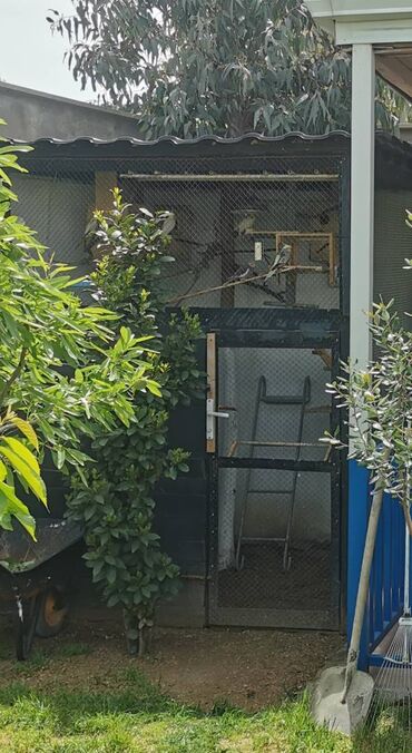 Quş: 9 ədəd korella bir ailədən çoxalıb. Hazırda 4 cüt dur yumurtlayır — 6