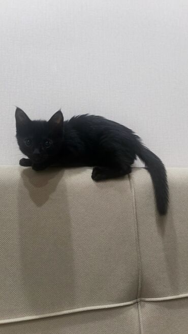 коты крысоловы: Мышык бекер берилет: Породасыз, 2 айлык, Эркек, Лотокко барууга үйрөтүлгөн, Курттардан тазаланган