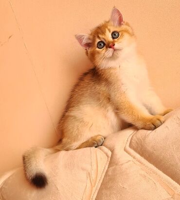 Pişiklər: Britan yastı qulaq, Erkək, Dişi, Yaxşı əllərə, Ünvandan götürmə, Pulsuz çatdırılma, Ödənişli çatdırılma — 108