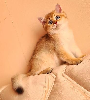 Pişiklər: Britan — 2