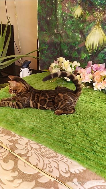 Мышыктар: Красивейшие бенгальские котята. большие четкие розетки .контрастный — 3