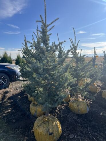 сучкорезы для обрезки деревьев: Көчөттөр дарактардын: Карагайлар