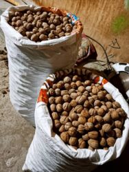 ореховый кап: Грецкие орехи Грецкий орех в скорлупе + рис в мешках. Грецкий орех