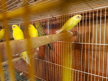 Tutuquşları: Papuqaylar təcili satılır ünvan yeni suraxanı Sarı rəngli — 7