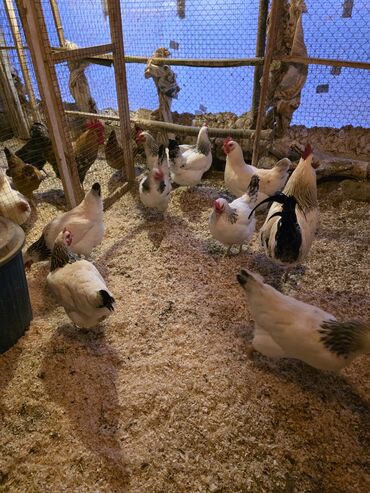 Toyuqlar: Toyuq, Damazlıq -da lalafo.az — 6 Toyuqlar: Toyuq, Damazlıq — 6