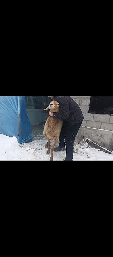 Баран, овца: Продаю | Овца (самка) | Арашан | Для разведения | Котные — 15