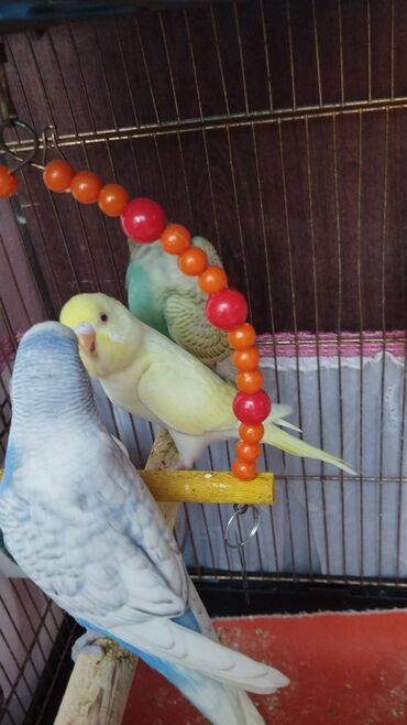 cins ineklerin satisi 2018: 2 si 25 AZN biri spingel sortudur biri adı valnist