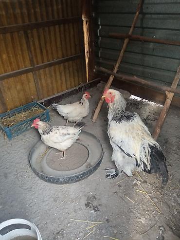 квочка брама: Продаю | Куры | Брама | Для разведения — 3