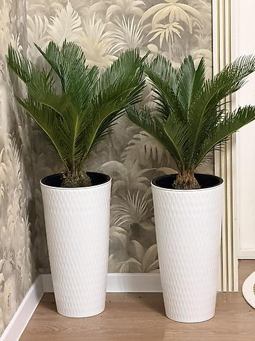 цикас: 🌿 Продаётся цикас
📏 Высота: 1 м
🪴 В горшке
💰 Цена: 2500 сом — 2