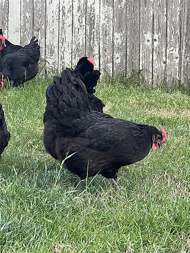 Toyuqlar: Toyuq, Australorp, Damazlıq — 16