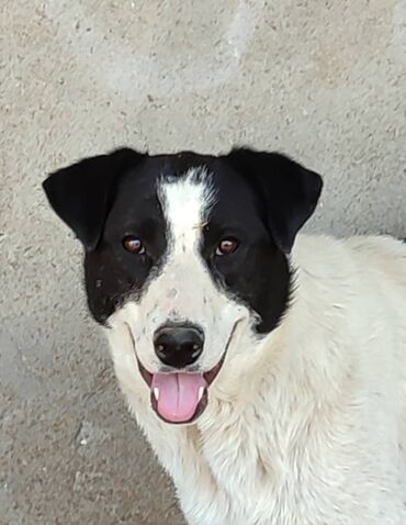 Отдам даром собаку: Собака даром: 7 месяцев, Самец — 15