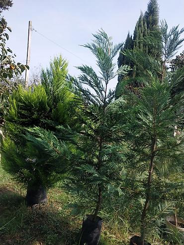 qaz yumurtasi: Thuja və kiparis fidanları – landşaft üçün iynəyarpaqlılar Məhsul: - — 3