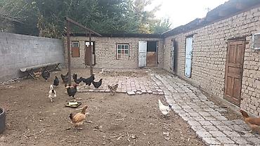 сборный модульный дом: 4 комнаты, 250 м², 14 соток, Новопавловка, Собственник — 9